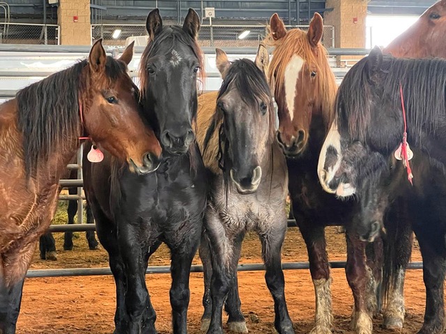 Mustangs stehen in der Gruppe eng beieinander.