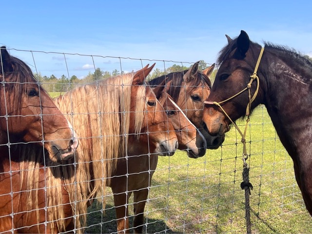 Mustangs begegnen sich.