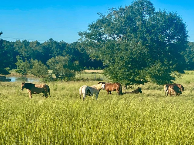 Weideflächen der Wild Mustang Ranch.