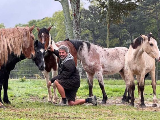 Wolle zwischen einer Gruppe Mustangs
