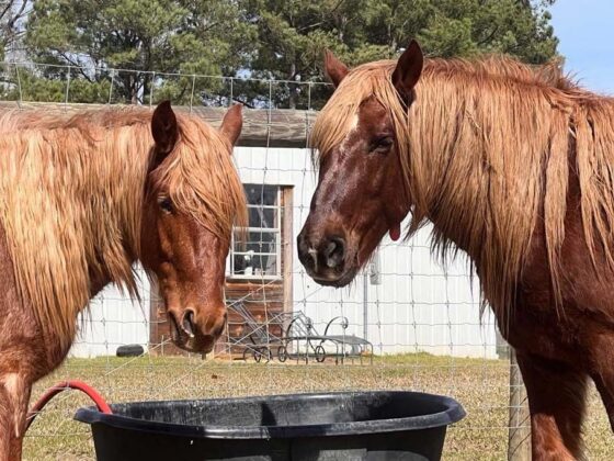 Porträt zweier Mustangs auf der Wild Mustang Ranch