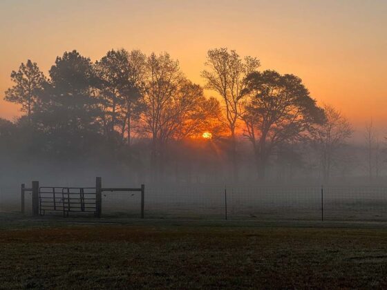 Morgennebel auf der Wild Mustang Ranch
