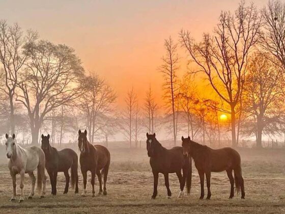 Mustangs auf der Weidefläche in der Morgensonne.