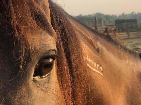 Nahaufnahme Mustang-Brandmarke